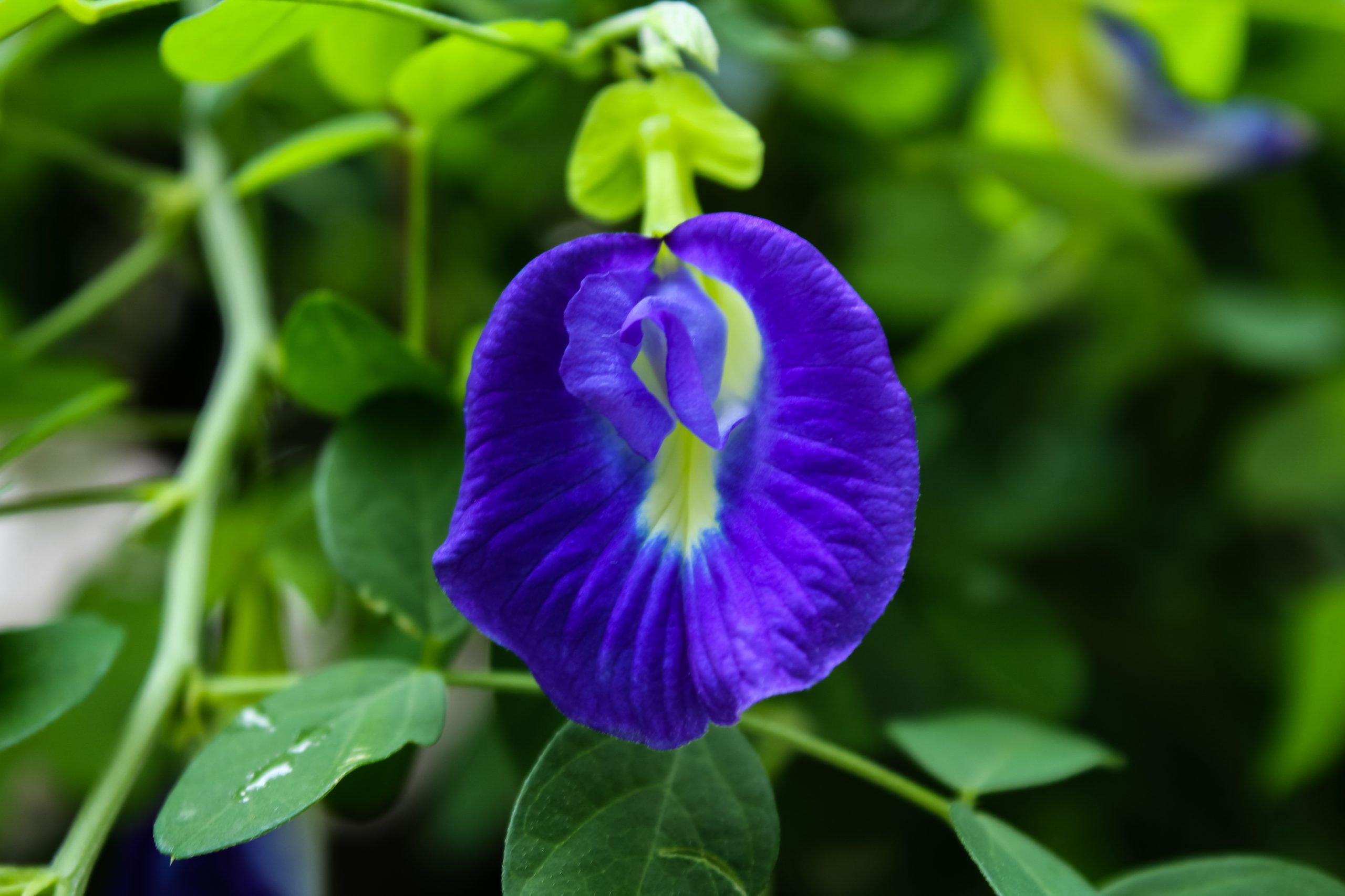 Blue Pea