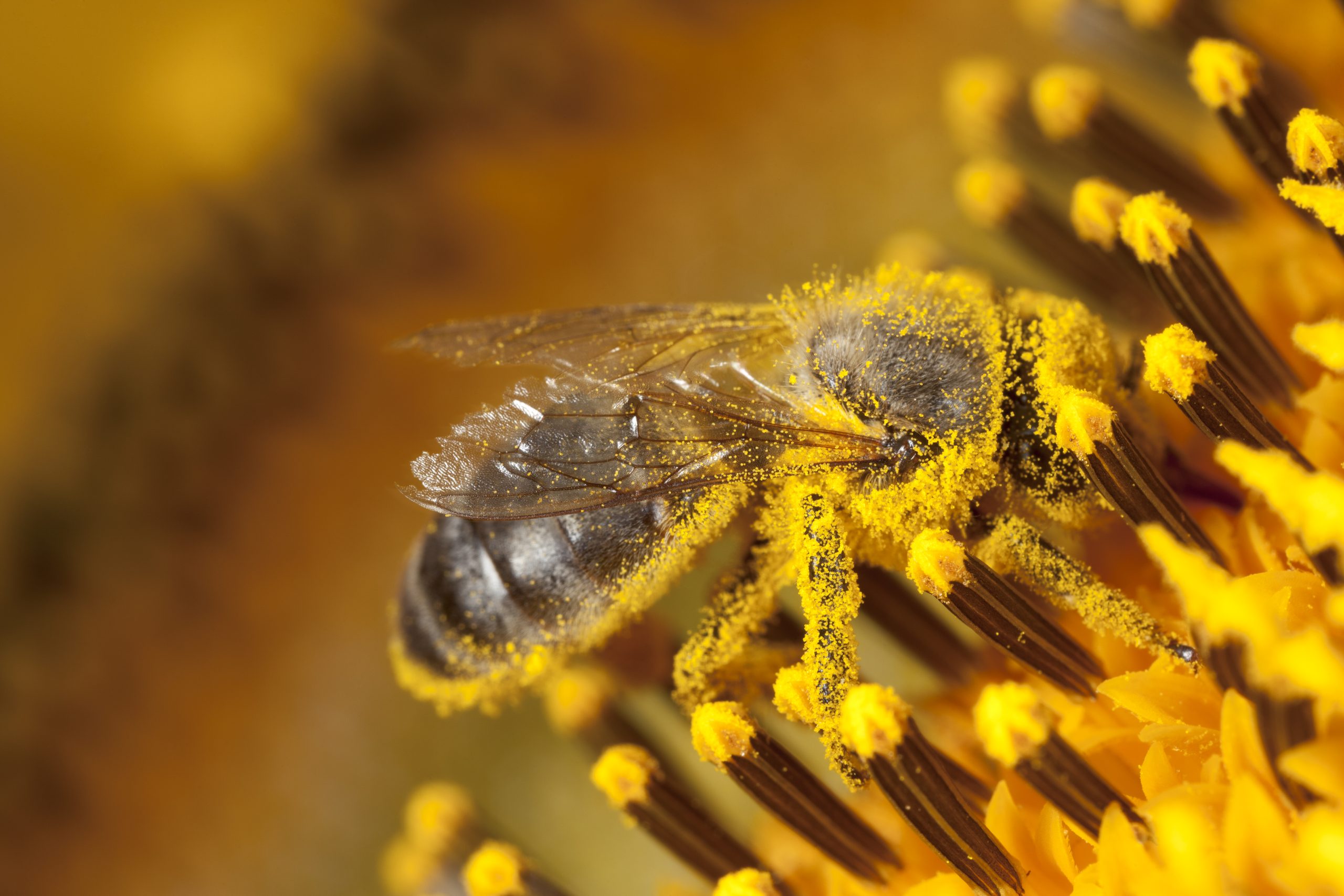 Royal Jelly Bee Pollen