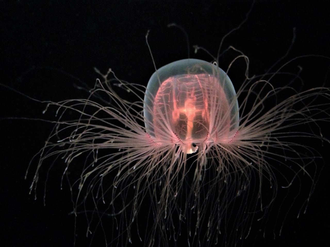 immortal jellyfish