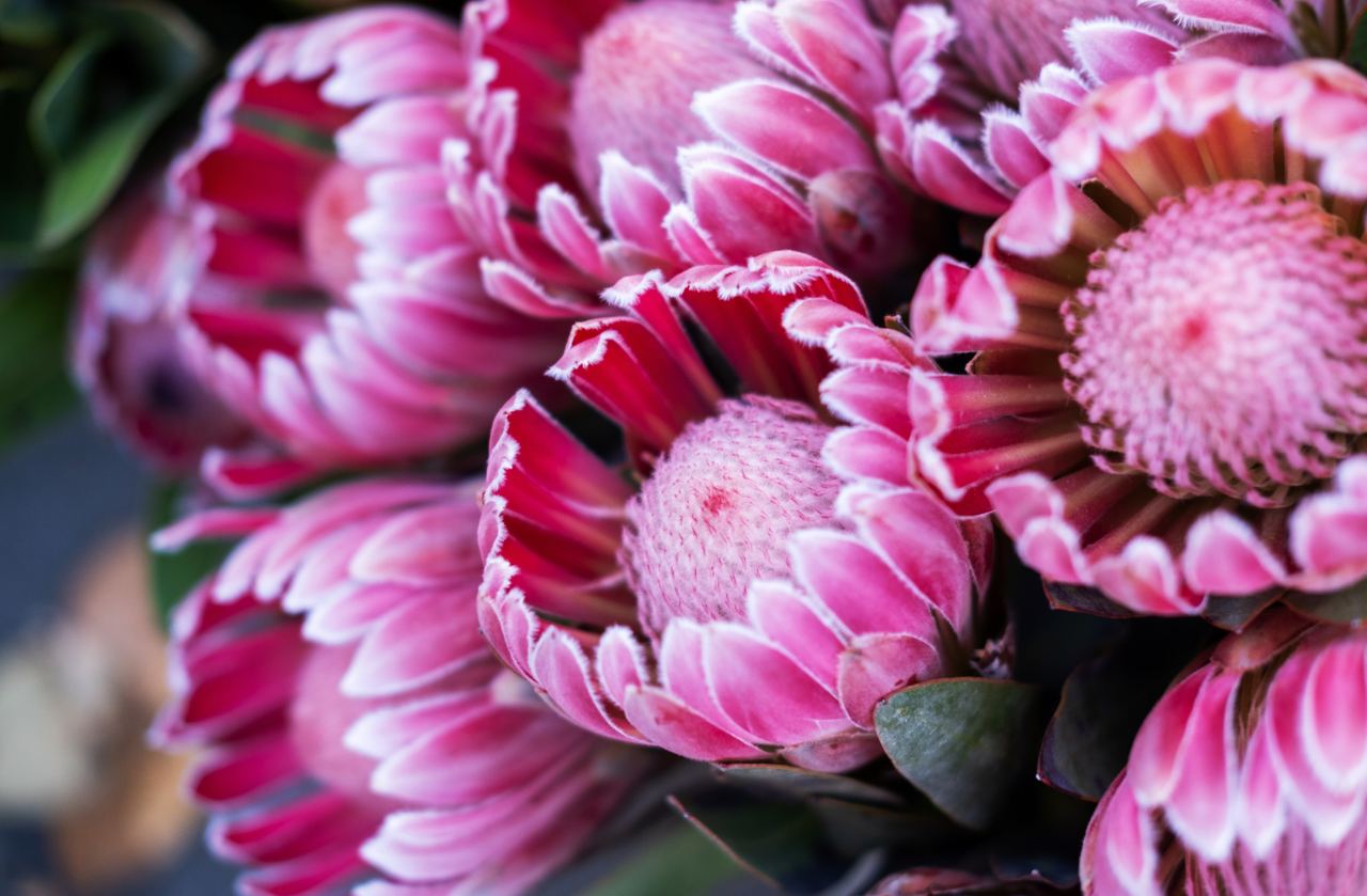 Protea Flower