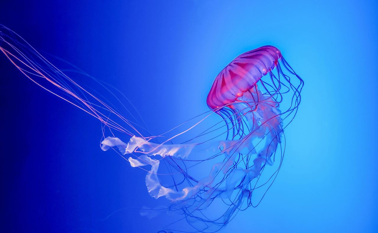 immortal jellyfish