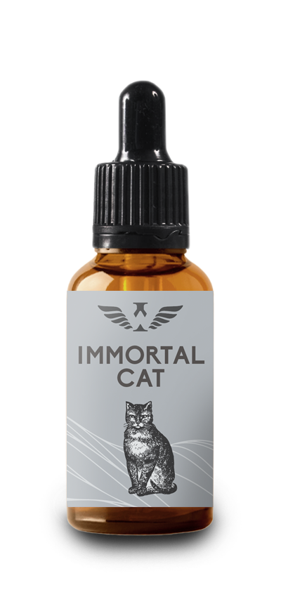 pet-cat