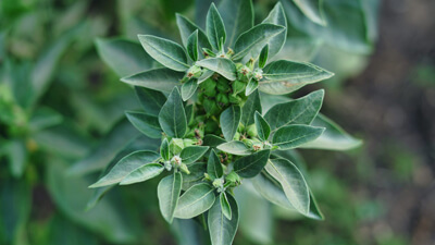 ASHWAGANDA Ashwaganda is a sedating adaptogen