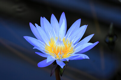 Blue Lotus brings us the essence of calm and relaxation