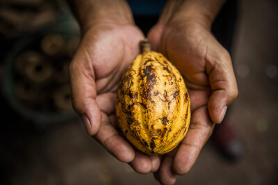 Cacao is a sacred ancient bean that has been used in ceremonies for emotional and spiritual healing for thousands of years