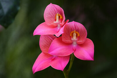  Disa Orchid flower essence gives us the feeling of being held completely