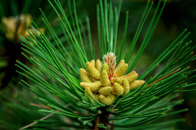 Pine pollen gives us the strength of the pine tree to rise above all