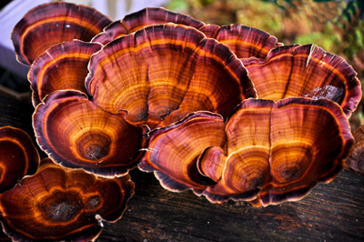 REISHI MUSHROOM is an adaptogenic mushroom, which helps tie all the ingredients together