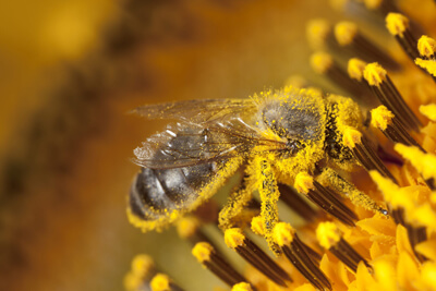 Bee pollen — the alchemized and potentized seeds of thousands of wild flowers