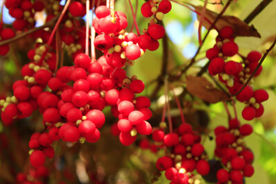 SCHISANDRA (1) Schisandra chinensis is an adaptogen