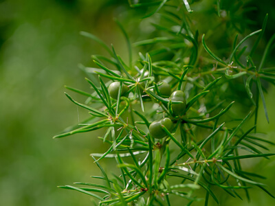 Shatavari, also known as the divine spirit herb, has been used in both Traditional Chinese Medicine (TCM)