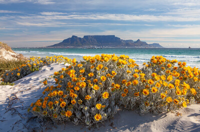 The seeds of a thousand wildflowers