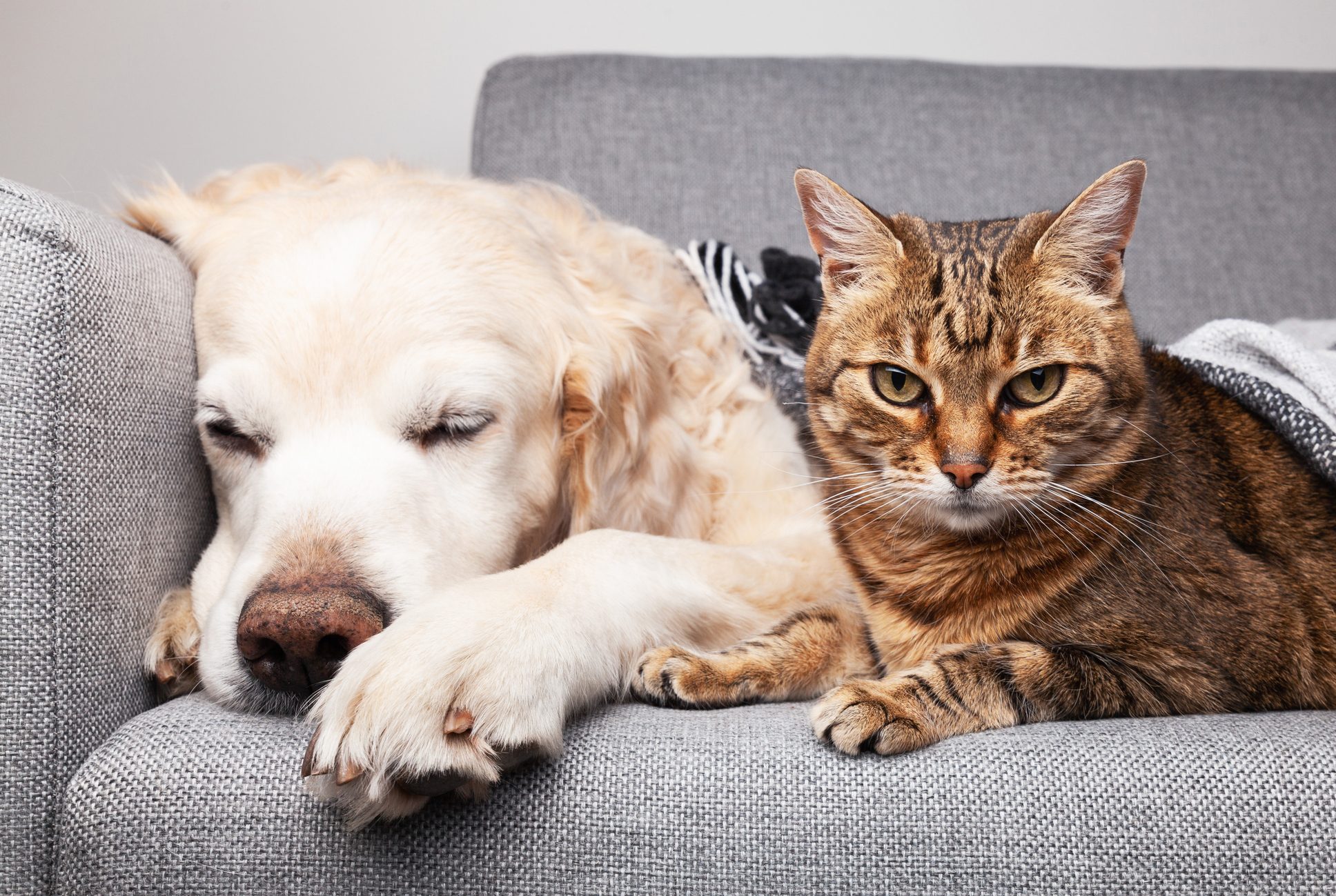 Immortal pet remedies Cat, Dog, Horse, Bird