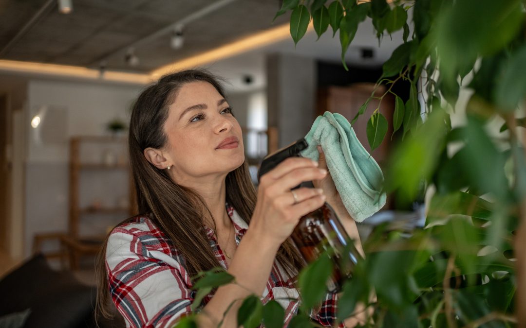 Young woman is carefully cleaning the leaves of her houseplant using a spray bottle and a soft cloth, ensuring its health and vibrancy within her home