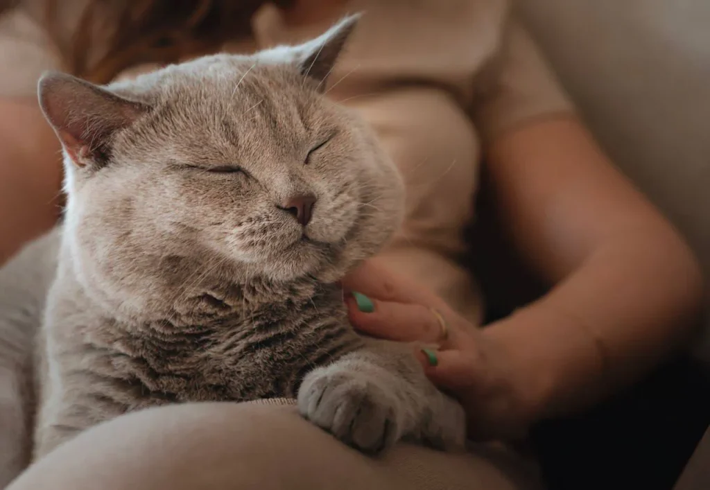 Cat resting calmly while being gently held—illustrating nervous-system regulation and environmental stress in animals