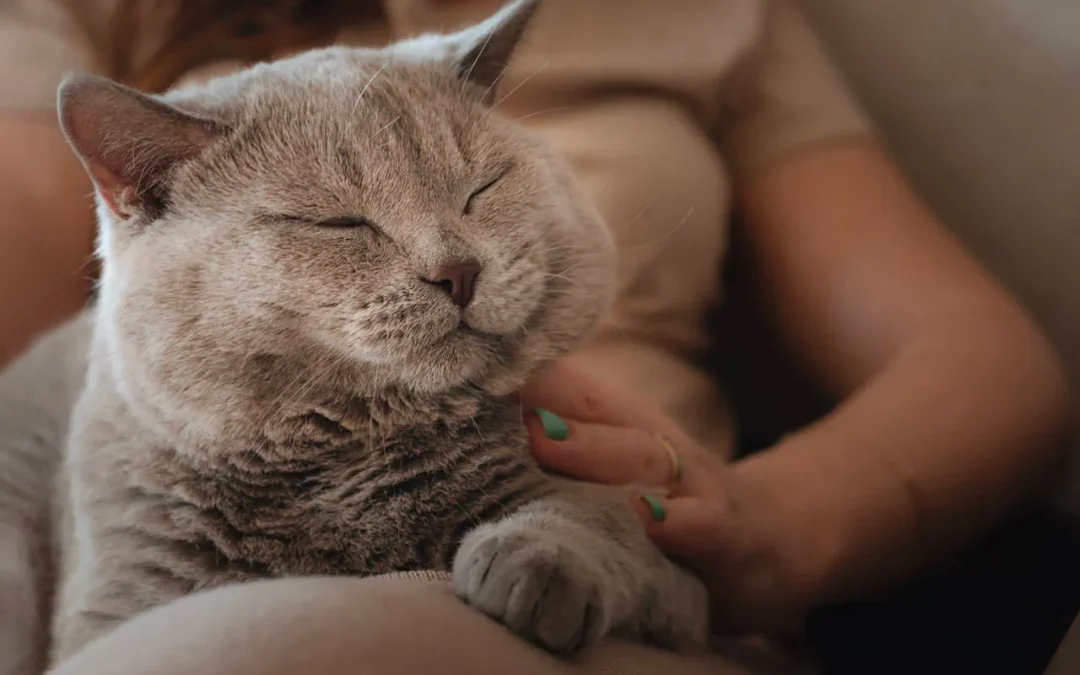 Environmental Stress in Pets—What Shows Up First